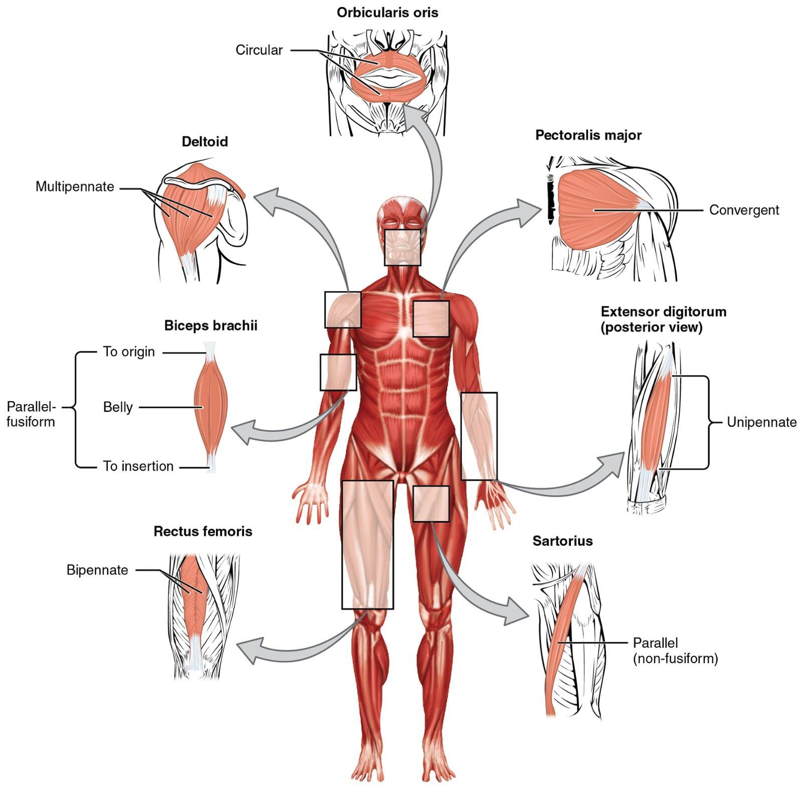 Low-Intensity Vibration for Sarcopenia: Where It Fits in Clinical Care