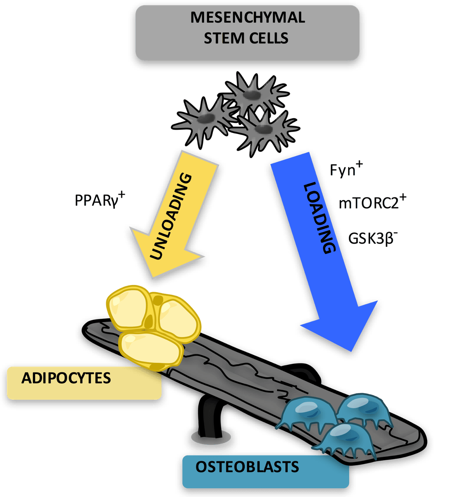 Low-Intensity Vibration and Stem Cell Differentiation: Why Mechanical Signals Matter For Bone, Muscle and Aging Care
